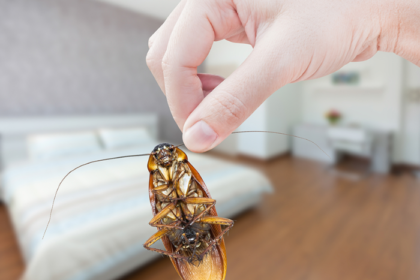 Pest Control: How to Keep Your Home Bug-Free