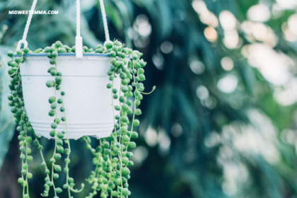 Blue String of Pearls Plant